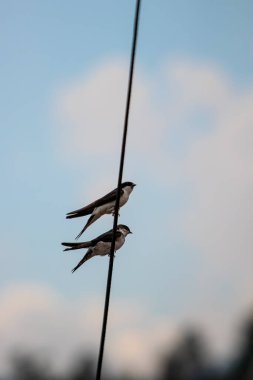 İki ahır kırlangıcı elektrik kablosuyla oynuyor