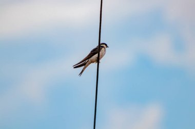Ambar kırlangıcı elektrik kablosunda duruyor