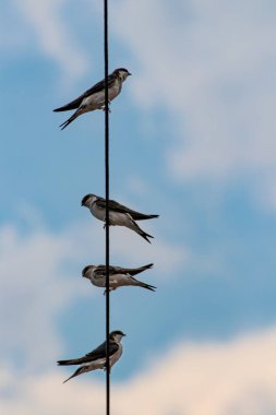 Dört ahır kırlangıcı elektrik kablosunun üzerinde duruyor.