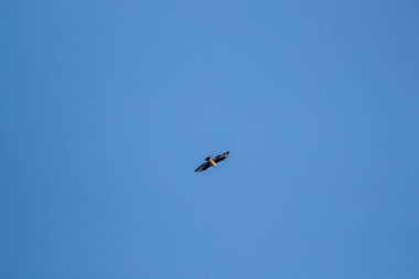 Güneş ışığı Gökyüzünde uçan akbaba