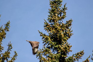 Ağacın yanında uçan sıradan bir akbaba