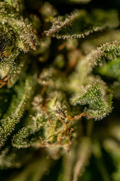 Nahaufnahme Von Cannabis — Stockfoto