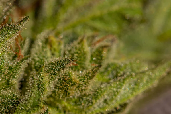 Esrar yaprağı üzerindeki kristalleri kapat