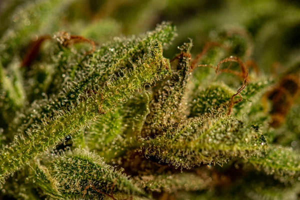 Detailkristalle Auf Cannabisblatt — Stockfoto