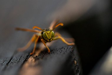 Eşek arısının yakın çekim görüntüsü