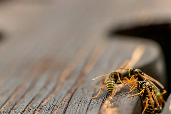 Close Shot Van Drie Wespen — Stockfoto