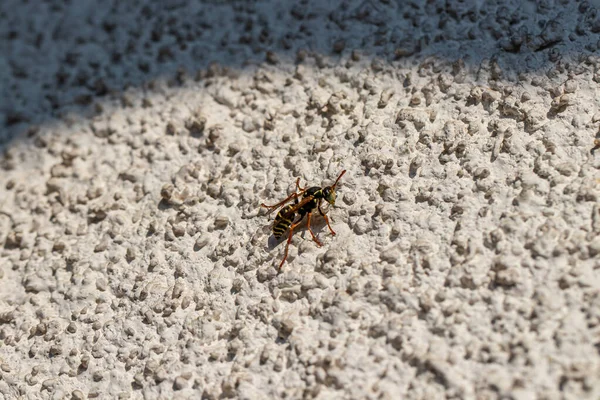 Close Shot Wasp Wall — Stock Photo, Image