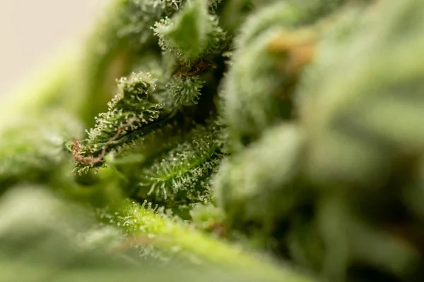 Kristalle Auf Cannabisblatt — Stockfoto