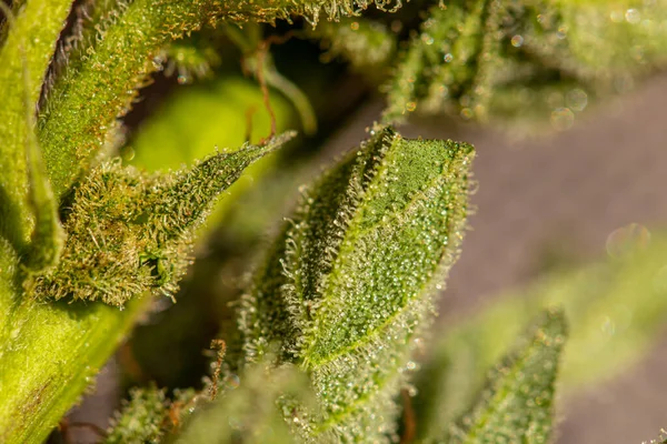 Çimenleri yakın çekim