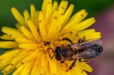 Sarı çiçekli arı, yaklaş