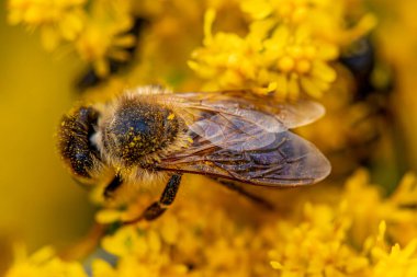 Sarı çiçekli arı, makro