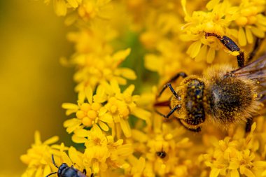 Arı başı yakın çekim