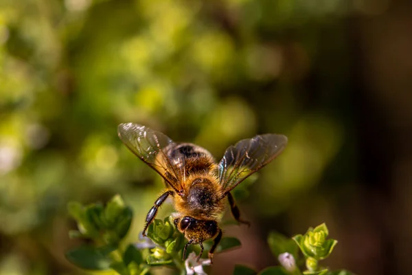 Biene Auf Grüner Blüte Nahaufnahme — Stockfoto