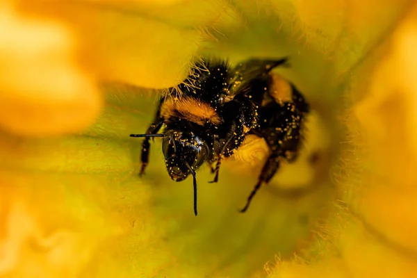 Včela Uvnitř Kvetoucího Květu — Stock fotografie