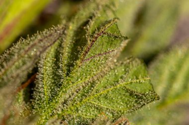 Esrar yaprağı üzerindeki kristaller