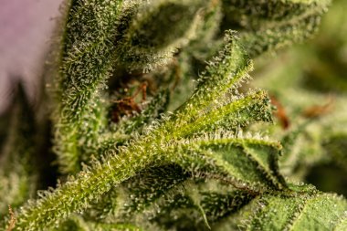 Esrar yaprağı üzerindeki kristaller