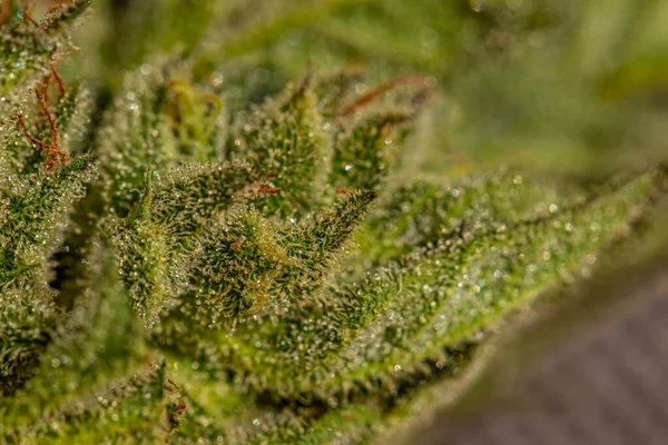 Nahaufnahme Von Kristallen Auf Cannabis Blatt — Stockfoto
