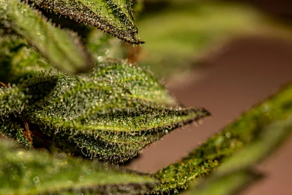 Närbild Kristaller Marijuanablad — Stockfoto
