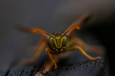 Eşek arısını tahtada yakın çekim