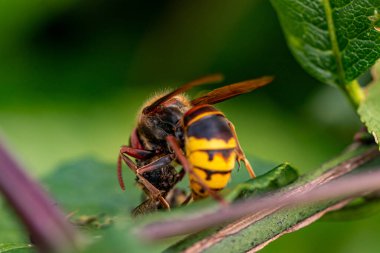 Yaprakla beslenen Avrupa eşek arısı