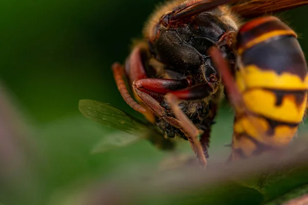 Macro Disparo Avispón Europeo — Foto de Stock