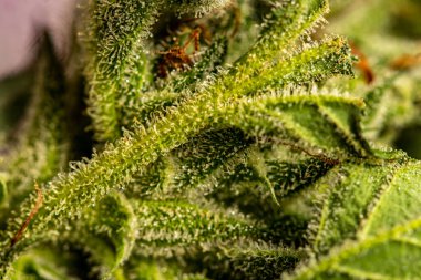 Esrar yaprağı üzerindeki kristalleri kapat