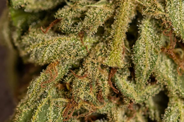 Detailkristalle Auf Marihuana Blatt — Stockfoto