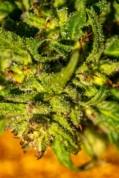 Nahaufnahme Von Cannabis Sativa — Stockfoto