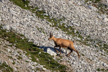 Chamois sahnede yürüyor.
