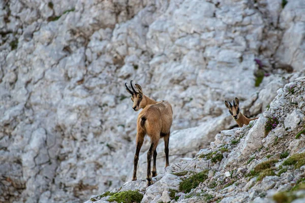 Gämsenfamilie Hochgebirge — Stockfoto