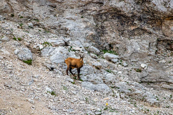 Chamois Altas Montanhas — Fotografia de Stock