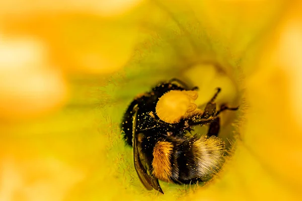 Včela Uvnitř Kvetoucího Květu Čas Krmení — Stock fotografie