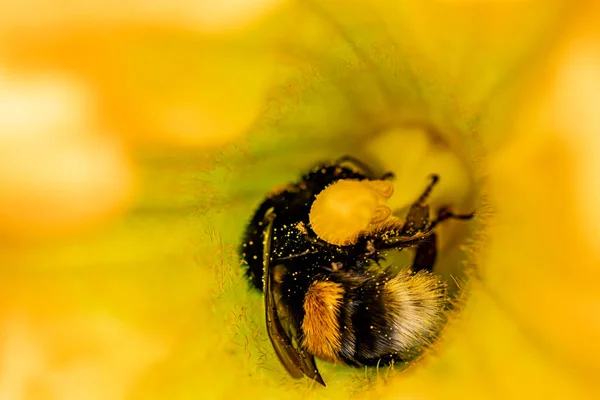 Abeja Dentro Flor Flor Tiempo Alimentación — Foto de Stock