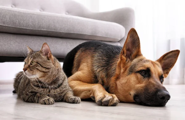 Adorable Gato Perro Descansando Juntos Cerca Del Sofá Interior Amistad —  Fotos de Stock