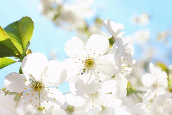 Açık Havada Güneşli Bahar Gününde Güzel Çiçek Açması Ağacının Dalını — Stok fotoğraf