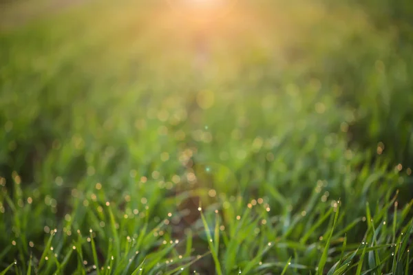 Unga Grönt Gräs Med Dew Drops Våren Morgonen Närbild — Stockfoto