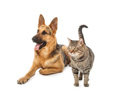 Sevimli kedi ve köpek beyaz arka plan üzerinde. Hayvan dostluk