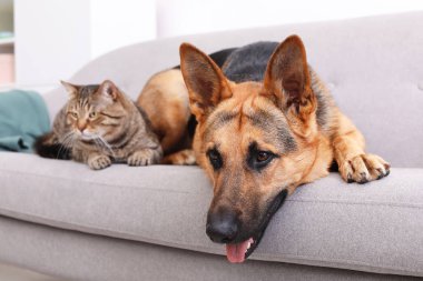 Sevimli kedi ve köpek birlikte kanepede kapalı dinlenme. Hayvan dostluk