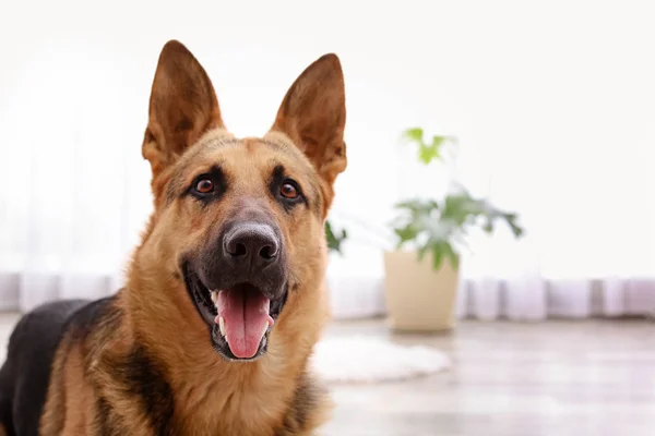 室内の床に横になっている愛らしいジャーマン シェパード犬 — ストック写真