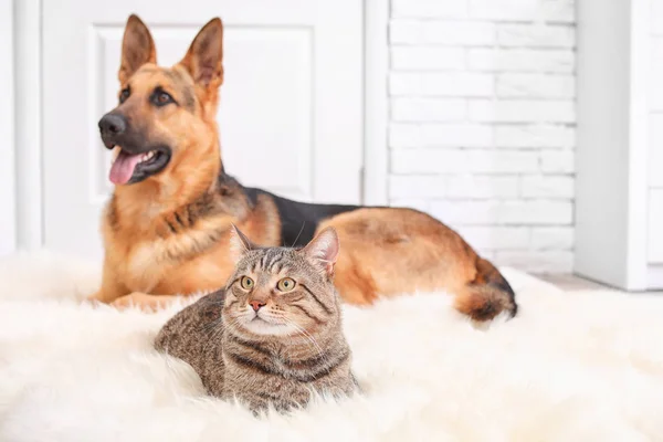 Adorable cat and dog resting together on fuzzy rug indoors. Animal friendship