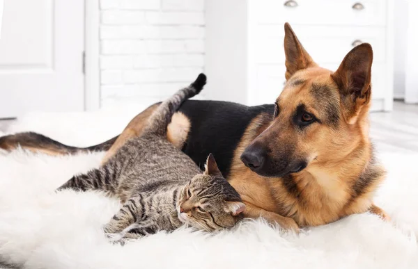 Adorable cat and dog resting together on fuzzy rug indoors. Animal friendship