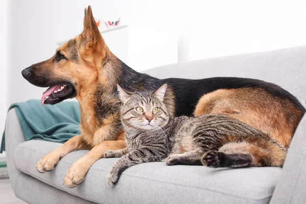 Gato Adorável Cão Descansando Juntos Sofá Dentro Casa Amizade Animal — Fotografia de Stock