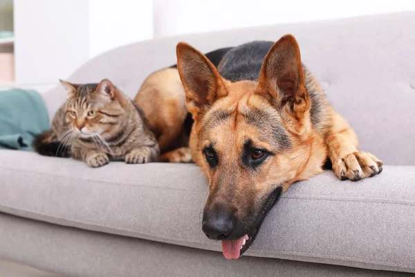 Gato Adorável Cão Descansando Juntos Sofá Dentro Casa Amizade Animal — Fotografia de Stock