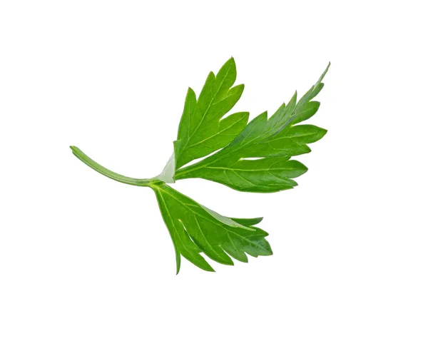 Aromatický Čerstvé Zelené Petrželky Bílém Pozadí — Stock fotografie