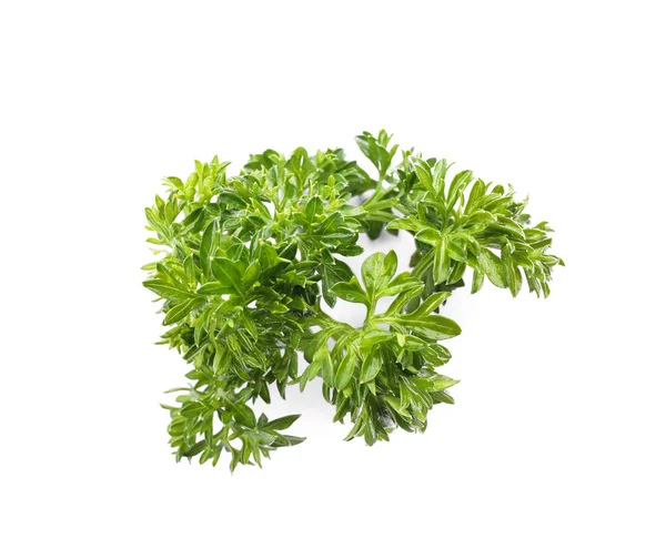 Aromatic Fresh Green Parsley White Background — Stock Photo, Image