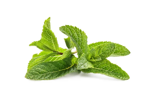 Fresh Green Mint Leaves White Background — Stock Photo, Image