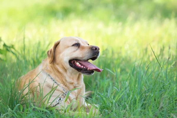 Bedårande Hund Utomhus Solig Dag Sällskapsdjur Bekymmer — Stockfoto