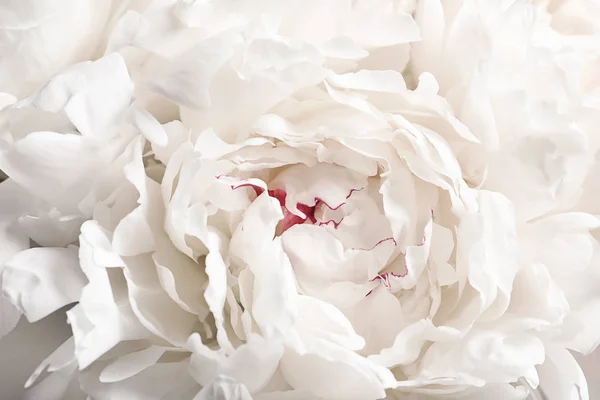 クローズ アップの背景として美しい咲く牡丹の花 — ストック写真
