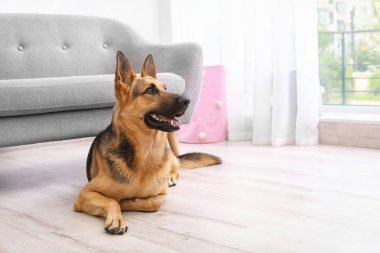 Kanepe kapalı yakınındaki güzel Alman çoban köpeği