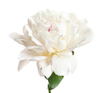 Güzel çiçek açan şakayık çiçeği beyaz arka plan üzerinde